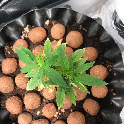 Cheese growlog timeline photo