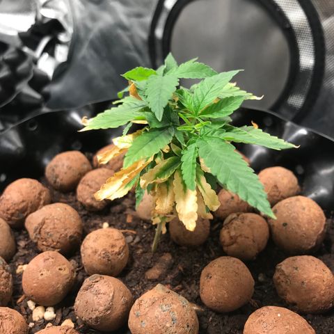 Cheese growlog timeline photo