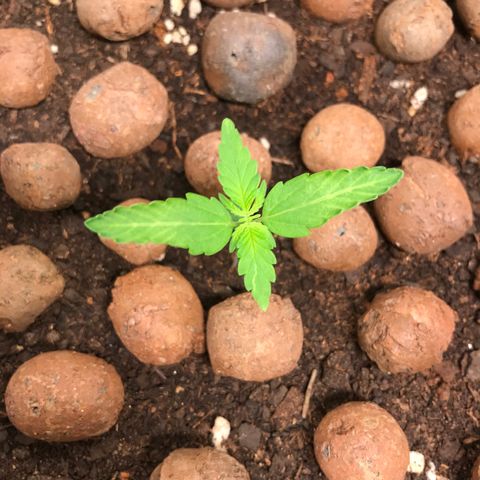 Zkittlez Express growlog timeline photo
