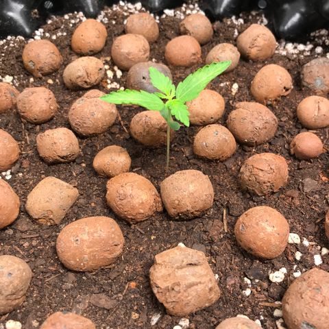 Zkittlez Express growlog timeline photo
