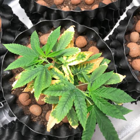 Amnesia Haze growlog timeline photo