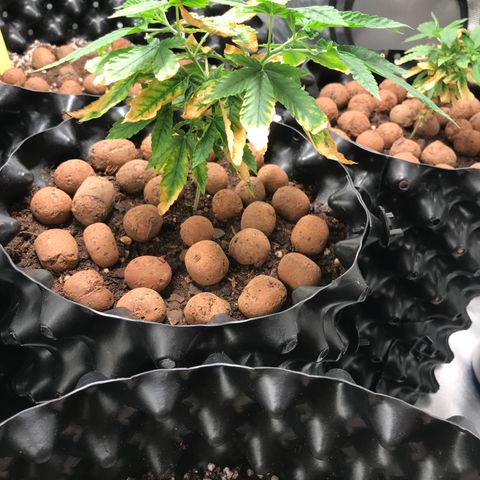 Amnesia Haze growlog timeline photo