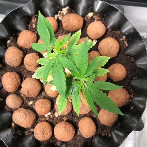 Cheese growlog timeline photo