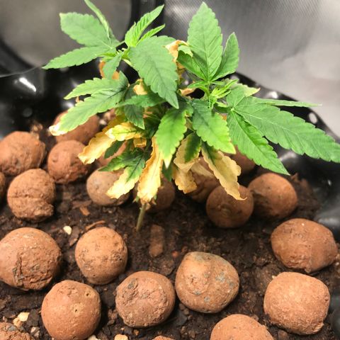 Cheese growlog timeline photo
