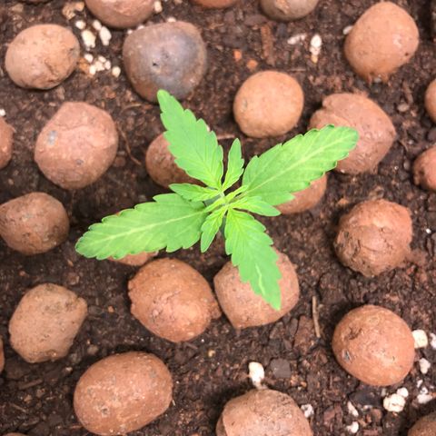 Zkittlez Express growlog timeline photo