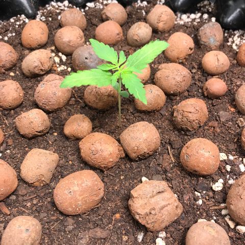 Zkittlez Express growlog timeline photo