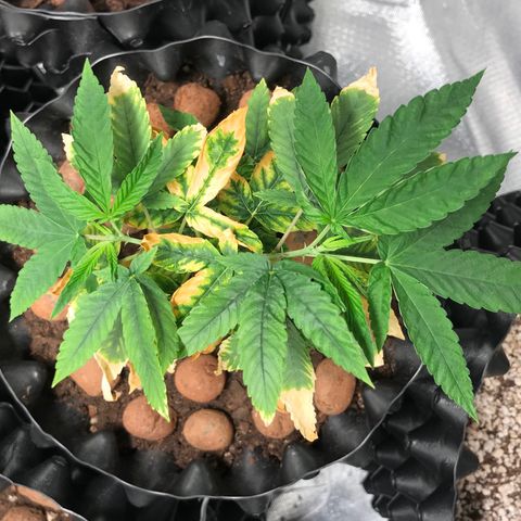Amnesia Haze growlog timeline photo