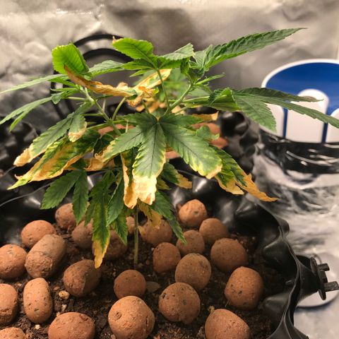 Amnesia Haze growlog timeline photo