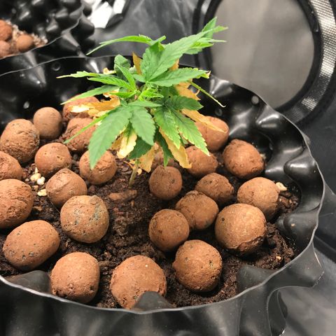 Cheese growlog timeline photo