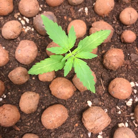 Zkittlez Express growlog timeline photo