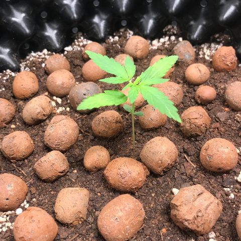Zkittlez Express growlog timeline photo