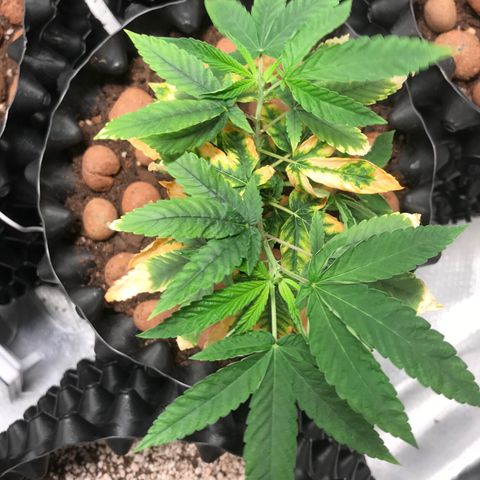 Amnesia Haze growlog timeline photo