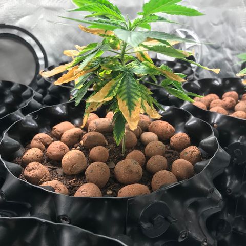 Amnesia Haze growlog timeline photo