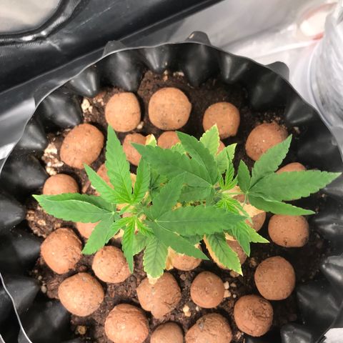 Cheese growlog timeline photo