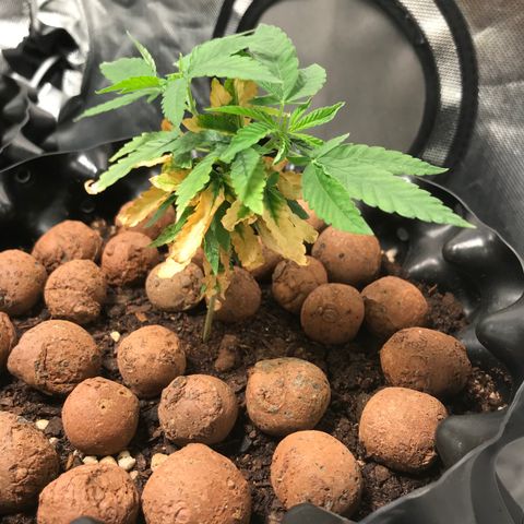 Cheese growlog timeline photo