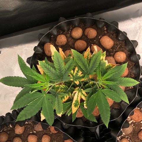Amnesia Haze growlog timeline photo