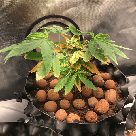 Amnesia Haze growlog timeline photo