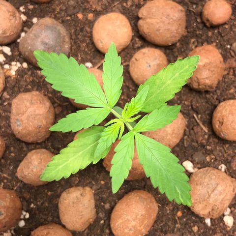 Zkittlez Express growlog timeline photo