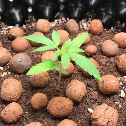 Zkittlez Express growlog timeline photo