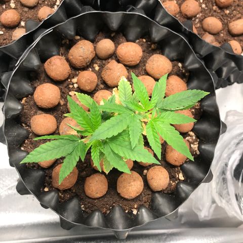 Cheese growlog timeline photo