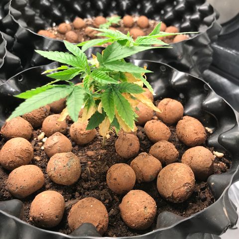 Cheese growlog timeline photo