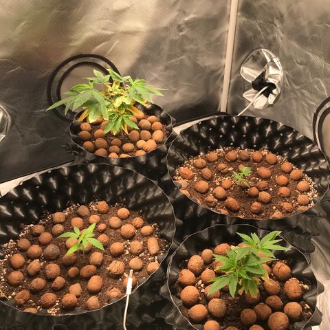 Zkittlez Express growlog timeline photo