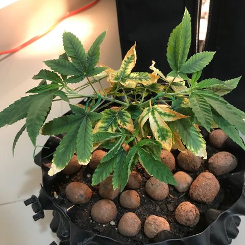 Amnesia Haze growlog photo: Feito o primeiro Amarras pela primeira vez