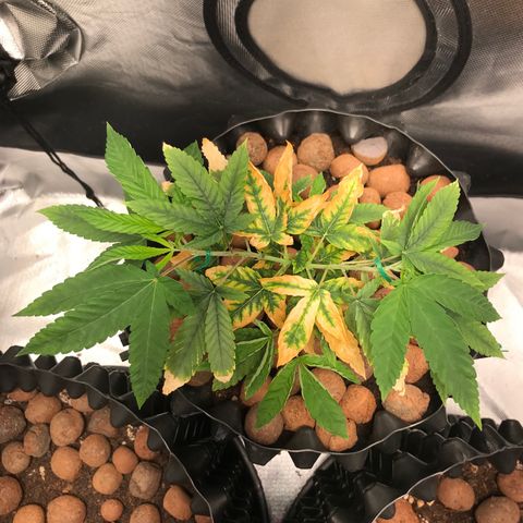 Amnesia Haze growlog timeline photo