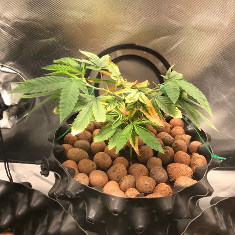 Amnesia Haze growlog timeline photo