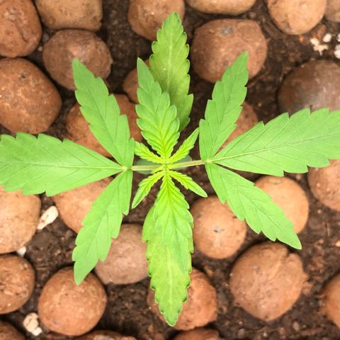 Zkittlez Express growlog timeline photo
