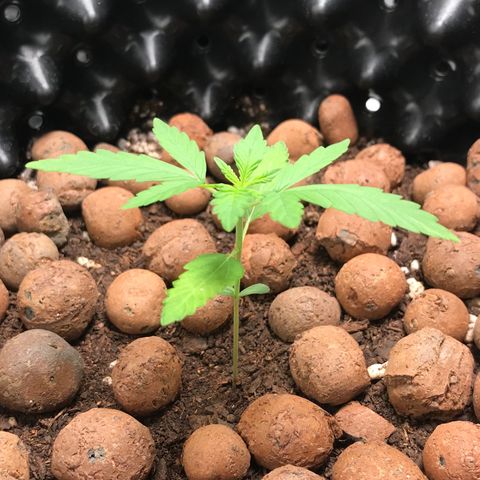 Zkittlez Express growlog timeline photo