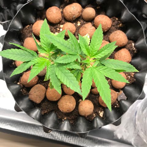 Cheese growlog timeline photo