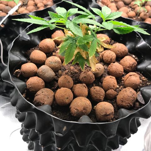 Cheese growlog timeline photo