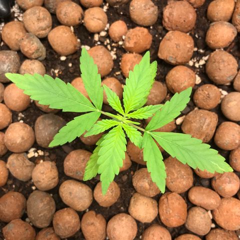 Zkittlez Express growlog timeline photo