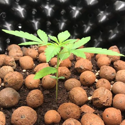 Zkittlez Express growlog timeline photo