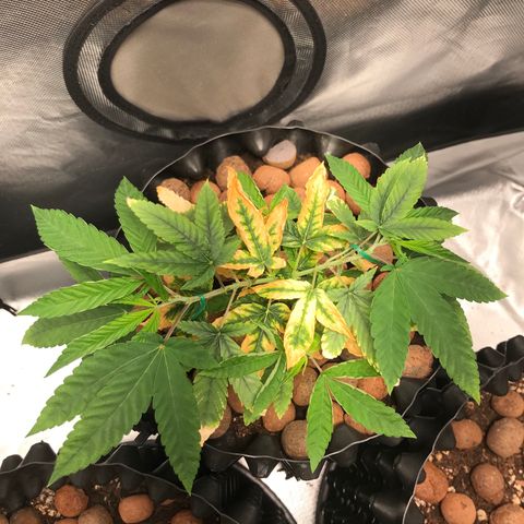 Amnesia Haze growlog timeline photo