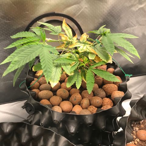 Amnesia Haze growlog timeline photo