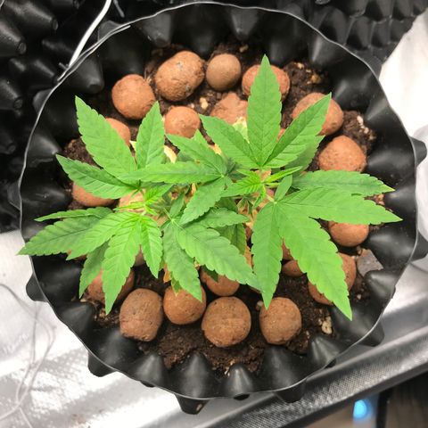 Cheese growlog timeline photo