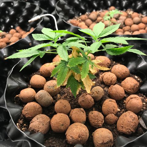 Cheese growlog timeline photo