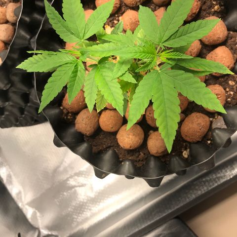 Cheese growlog timeline photo