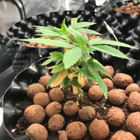 Cheese growlog timeline photo