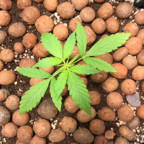 Zkittlez Express growlog timeline photo