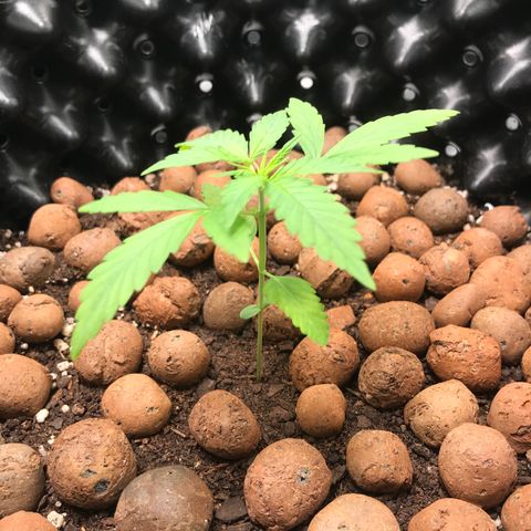 Zkittlez Express growlog timeline photo