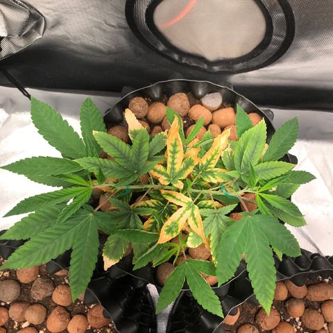 Amnesia Haze growlog timeline photo