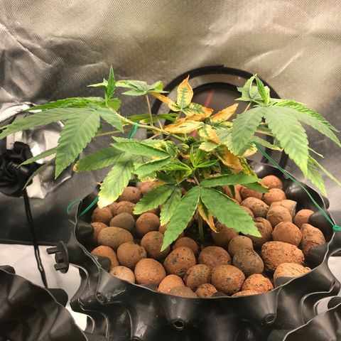 Amnesia Haze growlog timeline photo