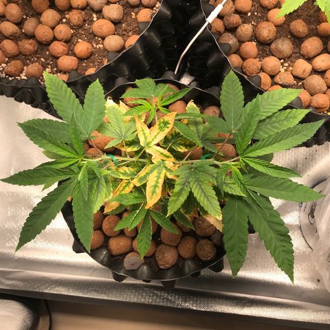 Amnesia Haze growlog timeline photo