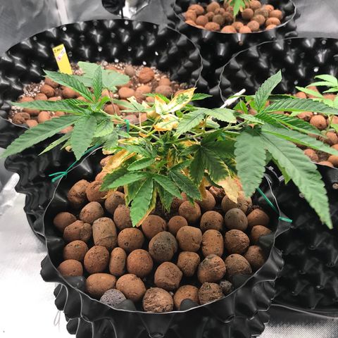 Amnesia Haze growlog timeline photo