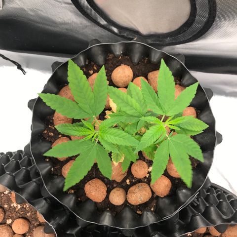 Cheese growlog timeline photo