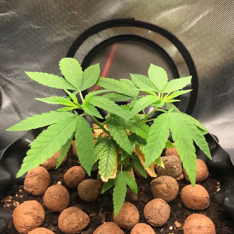 Cheese growlog timeline photo