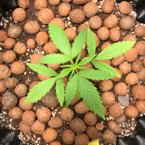 Zkittlez Express growlog timeline photo